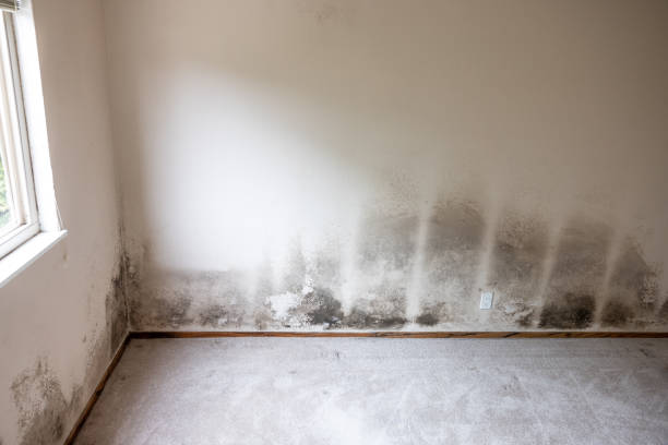 Best Forensic Mold Investigation  in Lisbon Falls, ME